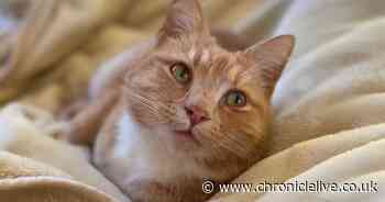 Meet the North Tyneside moggie representing the North East at the National Cat Awards