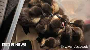 Ducklings rescued from Swaffham drain by police, fire and public