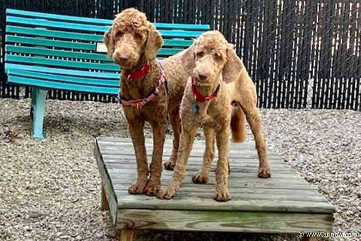 Adoptable Pet of the Week: Baxter and Brady