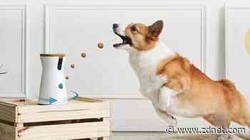 The best Amazon Pet Day tech deals: Treat your best friend