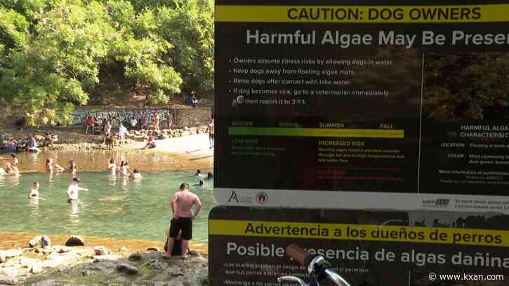 Toxic algae season underway in Austin