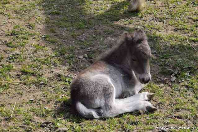 Veulentje van amper één week oud met de noorderzon verdwenen: “Ik kan niet geloven dat iemand het zou stelen, en toch lijkt het daarop”