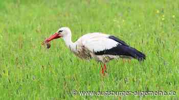 Regen beschert Festschmaus für Augsburgs Störche