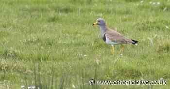 Hundreds descend on Northumberland coast as rare bird spotted in UK for first time