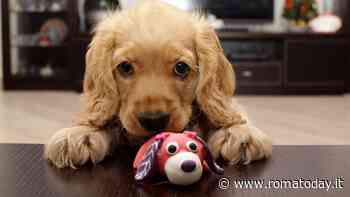 Cosa fare a casa con Fido? Le attività e i giochi più divertenti in sua compagnia