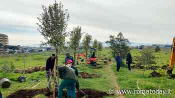 Un boschetto nell'area dell'ex baraccopoli: prende forma il parco voluto da residenti