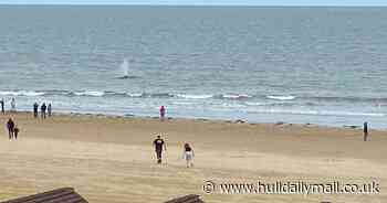 Large whale at risk of stranding at Bridlington beach with rescuers ready to act