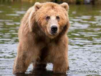 L'orsa Jj4 è salva, il Tar sospende il secondo decreto per l'abbattimento