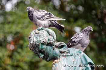 Ils écumaient les Alpes-Maritimes et le Var: une équipe de voleurs "à la fiente de pigeon" condamnée