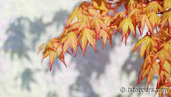 This Ultra-Affordable Canon Lens Is Surprisingly Good