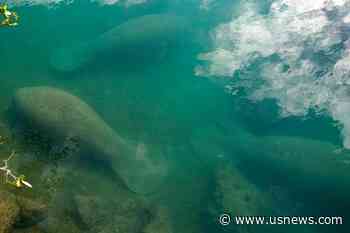 Groups to Sue Federal Officials Over Manatee Protection