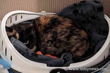 ‘Precious Cargo’: Cat found in box marked from China at B.C. mail centre