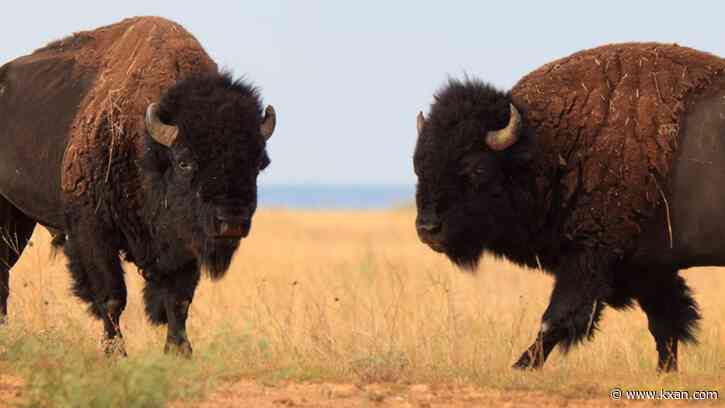 Where the buffalo roam: A look back on a Texas mascot, and how to see one today