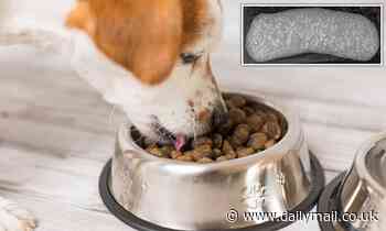 Warning to dog owners as vets reveal trendy raw food can be TOXIC to pooches 