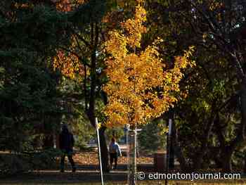 Residents urge Edmonton city council to create bylaw protecting trees on private property