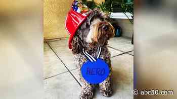 Dog hailed a hero after waking up owner during RV fire in Clovis