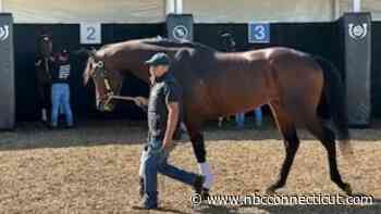 Kentucky Derby Contender Co-Owned by West Hartford Businessman