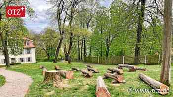 Die Fällung dreier Mammutbäume im Jenaer Griesbachgarten erregt die Gemüter