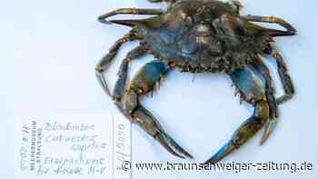 Erste Blaukrabbe in südlicher Ostsee ein „Sensationsfund“