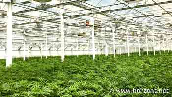 Cannabis-Legalisierung: Welches Image kommt nun in die Tüte?