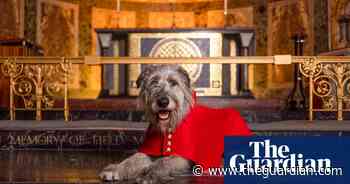 TV tonight: a royal coat fitting for a dog ahead of the coronation