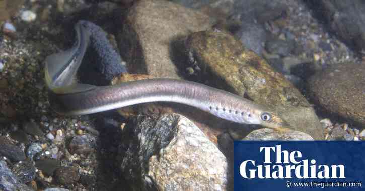 Brook lamprey: now is the perfect time to spot this ancient fish in UK
