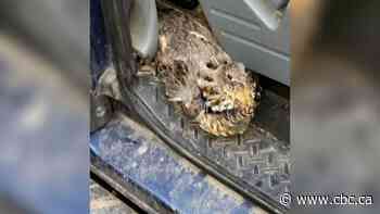 B.C. driver smacked in face by grouse flying through window