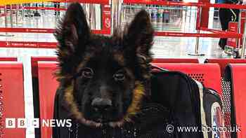 Dog diplomacy: Turkey sends Mexico puppy after search dog's death