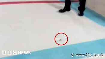 Met Ball 2023: Cockroach invades event... and other moments in 60 seconds