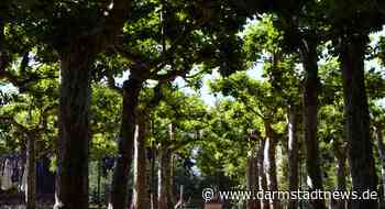 Sanierung des Platanenhains auf der Mathildenhöhe: Wissenschaftsstadt Darmstadt führt letzte Baumpflanzungen durch