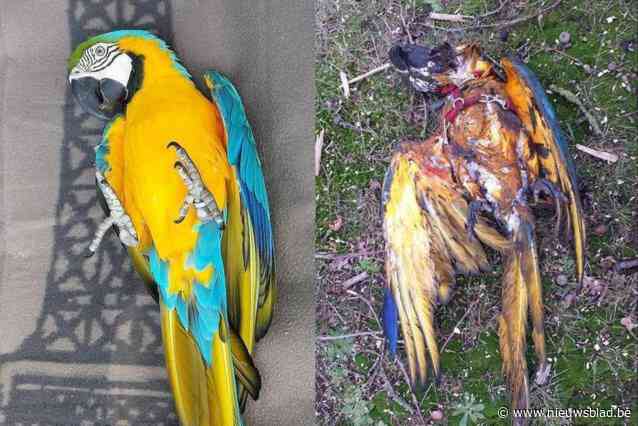 Jager die tamme ara Rambo uit lucht schoot volledig vrijgesproken in beroep