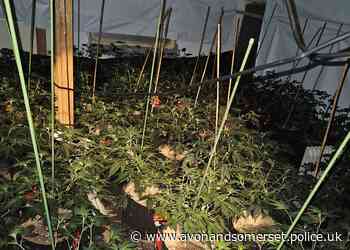 Two arrested after suspected cannabis grow found – North Somerset