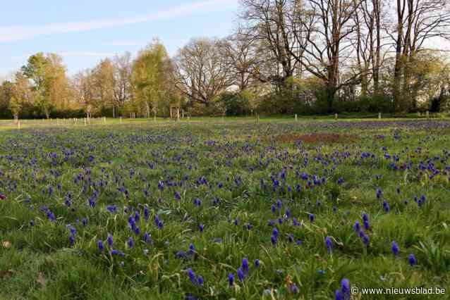 Natuurbegraafplaats zonder zerken maar met mooie voorjaarsbloeiers