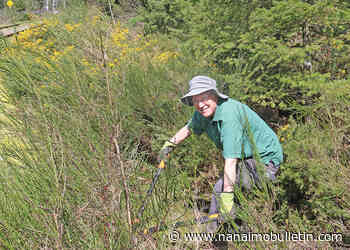 Volunteers cutting broom to try to keep it out of Vancouver Island’s ‘special places’