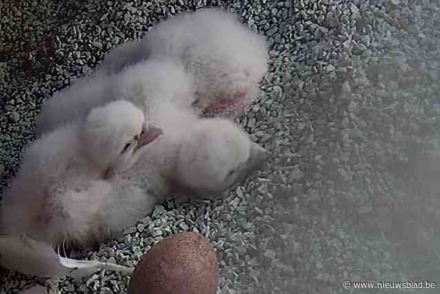 Drie gezonde slechtvalkjes in kerktoren Koxplein, mirakel nodig voor vierde eitje