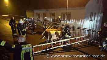 Ausreißer in Calw: Kälber toben durch Gewerbegebiet