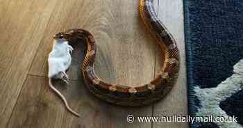 Cara the corn snake may be on the loose in Beverley after 'prison escape'