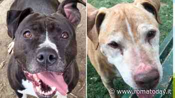 Adottare un cane è un gesto d’amore: i quattro zampe in cerca di una famiglia