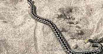 Dog owners warned of venomous snakes spotted on UK beaches