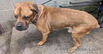 Dog with tennis ball-sized mass found straying and struggling to walk in Sunderland
