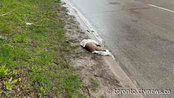 Toronto actor waits 2 weeks for dead raccoon to be removed by city crews amid 311 delays