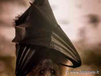 Australia e grande caldo, se i pipistrelli fanno la doccia