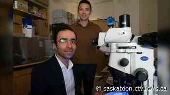 Sask. university researchers use worms to uncover secrets of human aging