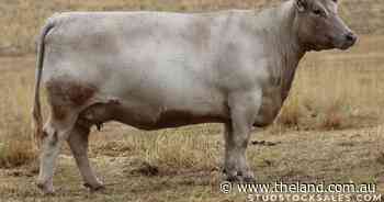 Murray Grey cow at Ayr Park to $12,000