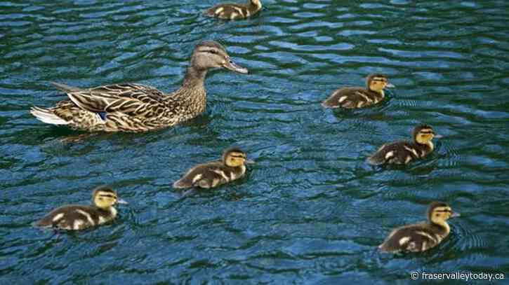 B.C. wildlife group shares tips on duckling dilemmas, as dozens of orphans brought in