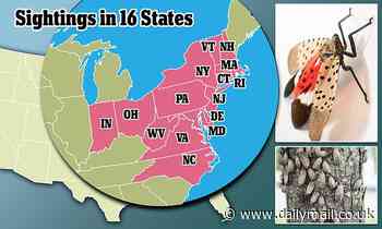 Spotted lanternflies are BACK: 16 US states report sightings of the Asian insect