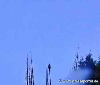 FW-NE: Brand in einer Kleingartenanlage in Holzheim | Keine Verletzten