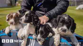 Police pups go into bat for West Midlands