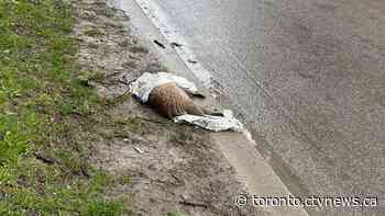 Toronto actor waits 2 weeks for dead raccoon to be removed by city crews amid delays
