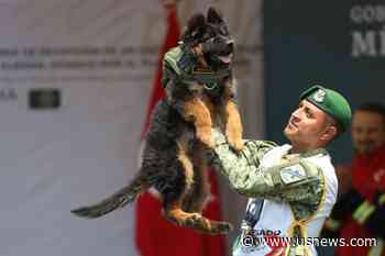 Turkey Gifts Mexico Adorable Pup After a Rescue Dog Was Lost on Quake Duty
